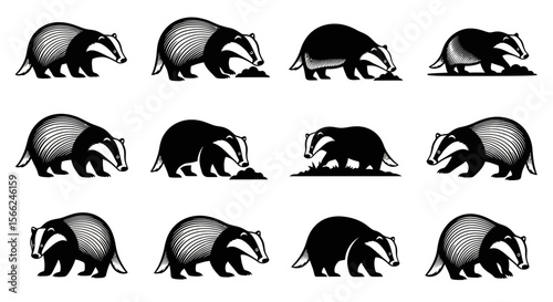 Badgers in various poses exploring and foraging in nature  