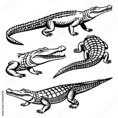Four detailed black and white line art illustrations of alligators