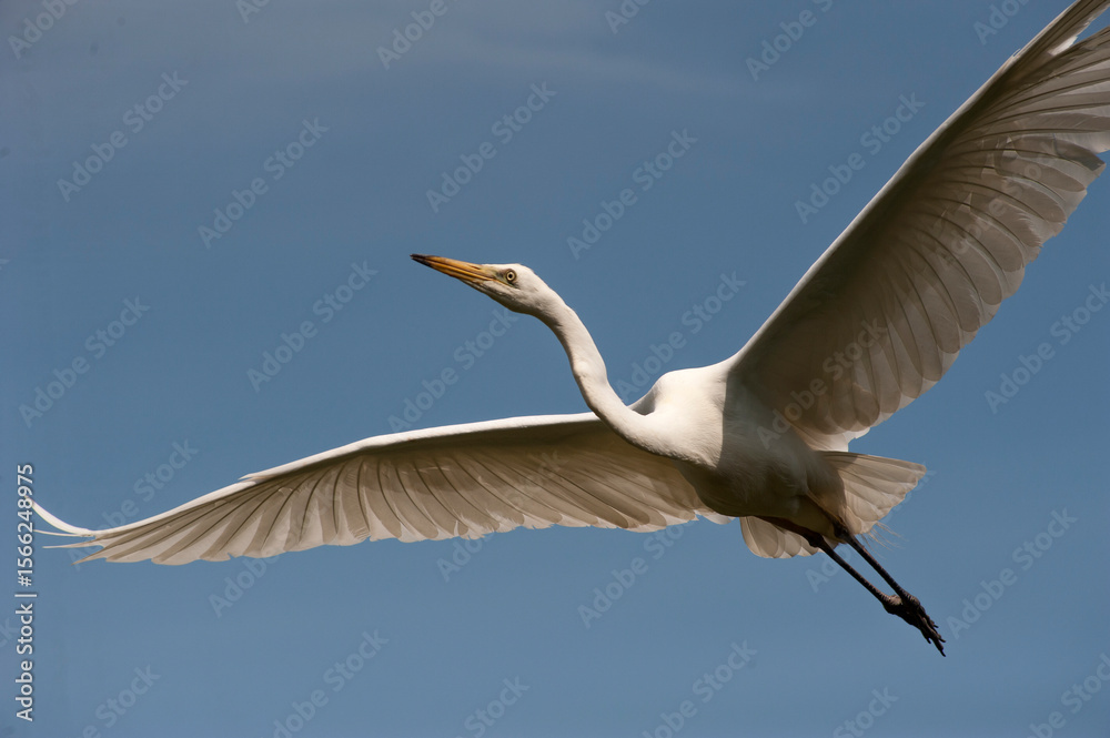 Obraz premium The great egret (Ardea alba) is flying in the sky.
