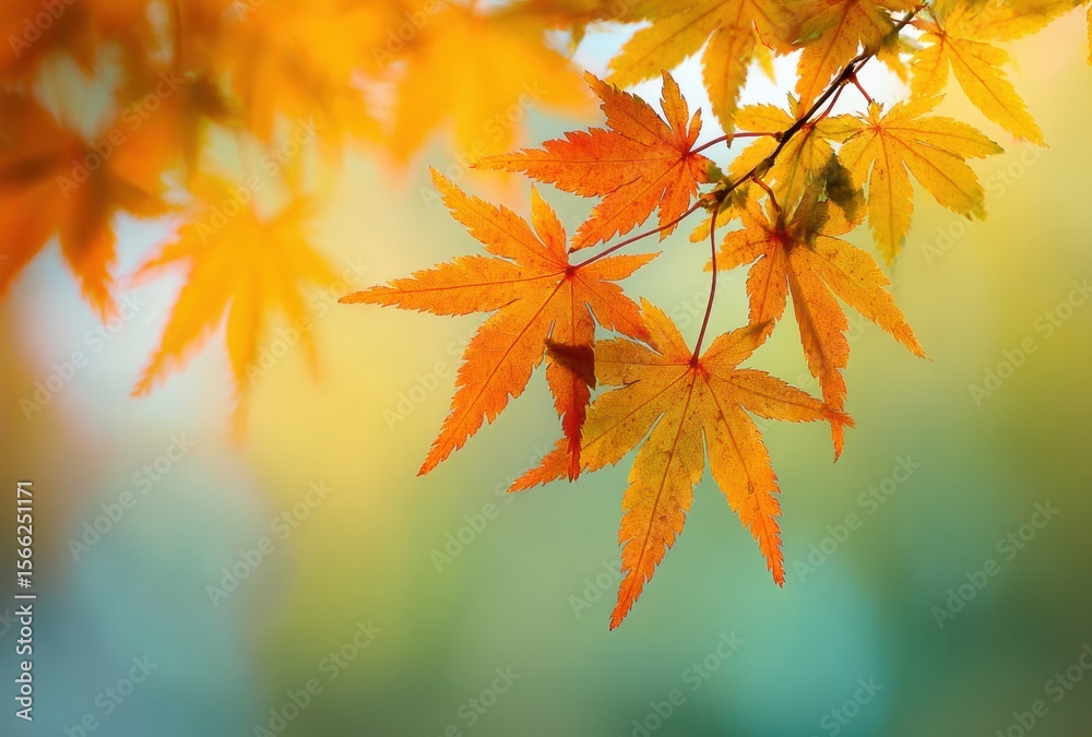 autumn maple leaves autumn maple leaves