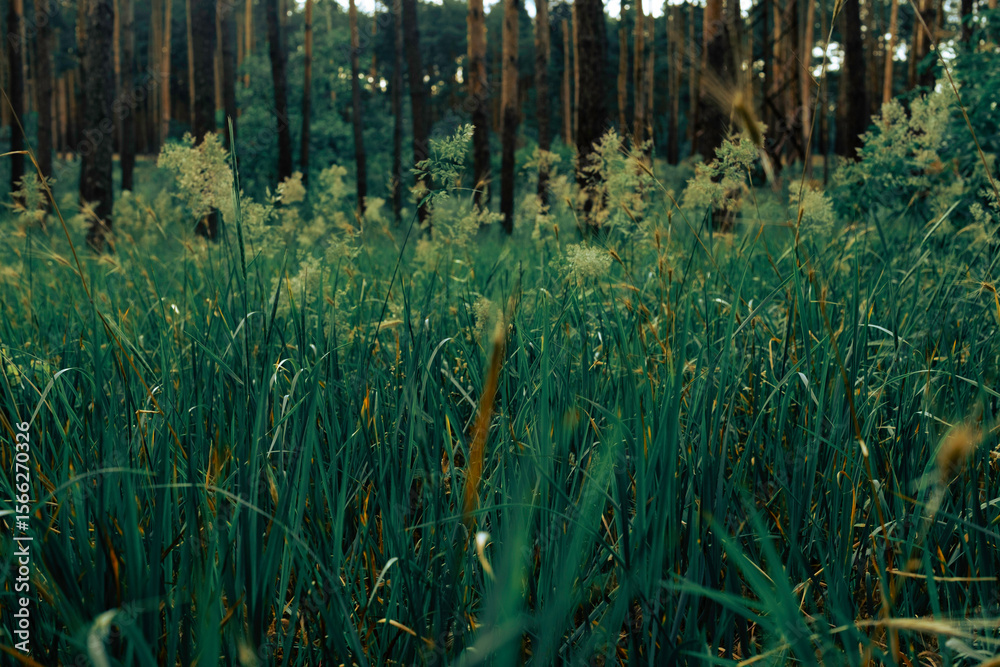 Fototapeta premium grass in the wind