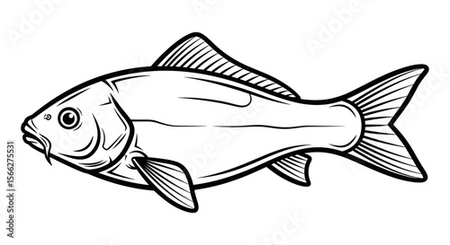 Carp fish illustration with detailed lines and smooth body in black and white