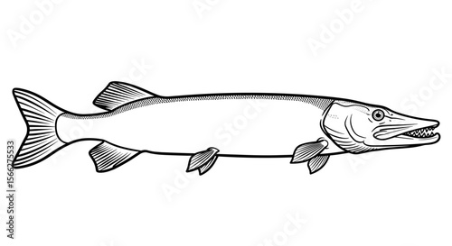 Pike fish illustration with detailed lines and elongated body in black and white