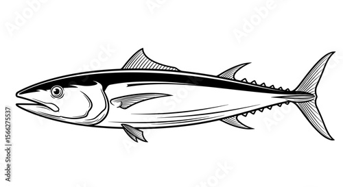 Tuna fish illustration with detailed lines and streamlined shape in black and white