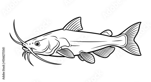 Catfish illustration with detailed lines and distinctive whiskers in black and white