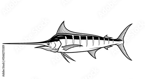 Marlin fish illustration with detailed lines and elongated bill in black and white