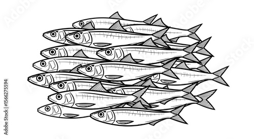 Sardine school illustration with detailed lines and grouped composition in black and white