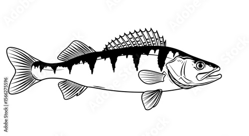 Pike perch fish illustration with detailed lines and bold patterns in black and white