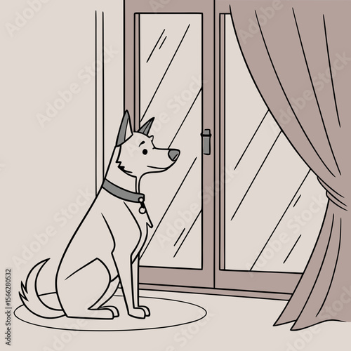 A dog with gray and white fur sitting by a window with curtains looking outside in a softly lit room