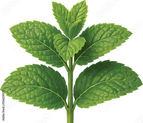Mint