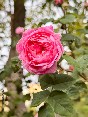 Pink Rose Blossom with Bud on Green Leafy Background Close-Up