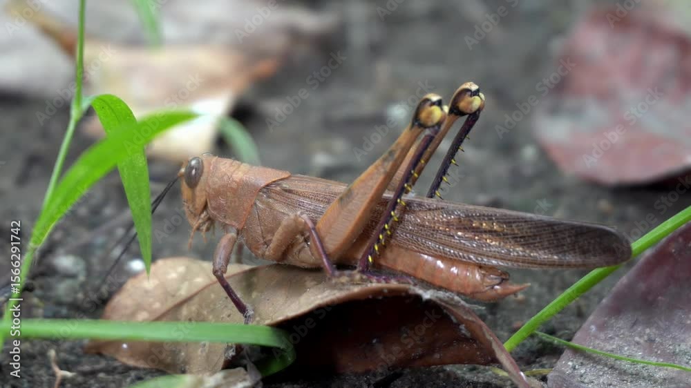 grasshopper on park with brown color