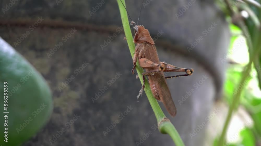 grasshopper on park with brown color