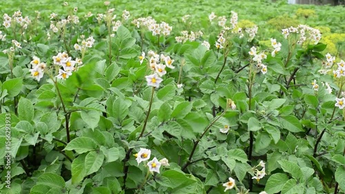 Green bushes of potato sprouts,gardening photo. Agriculture	