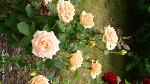 cream-colored rose bush waving in wind, floral background.Vertical video