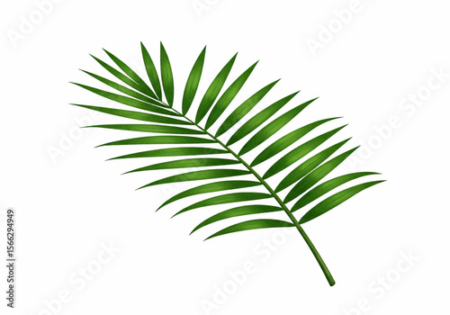 A single palm frond with many leaflets extending from the stem isolated on a white background view