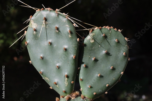 Opuntia phaeacantha Orangade  opuncja kkatus