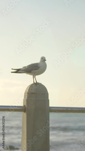 Animation of light spots over seagull and sea