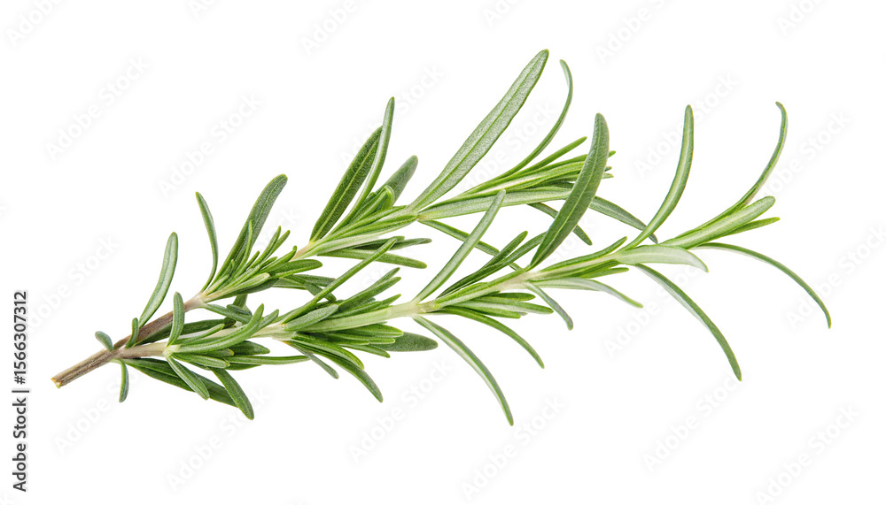 Fresh green rosemary sprig on a plain white background with detailed natural leaf textures shown Fresh green rosemary sprig on a plain white background with detailed natural leaf textures shown