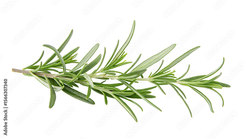 Fototapeta premium Fresh sprig of rosemary isolated on a white background with sharp green leaves visible closely