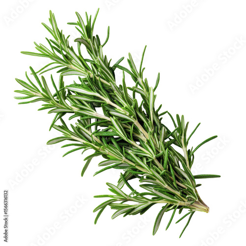 Fresh rosemary herb isolated on white background for culinary use and decoration, fresh rosemary isolated on white background