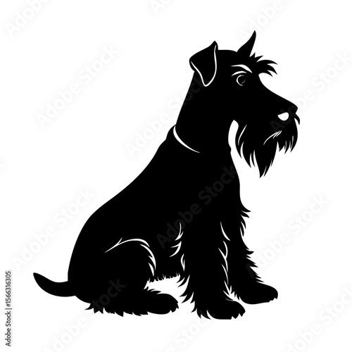 black and white dog