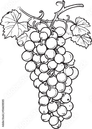 Vintage Hand-Drawn Bunch of Grapes Illustration – Botanical Fruit Sketch for Wine & Agriculture"