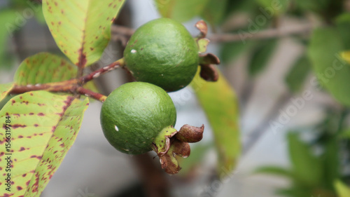 Mini guava fruits on tree with green leaves