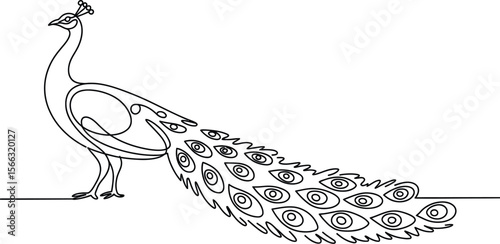 Black Line Art Peacock with Tail Feathers and Eye Pattern