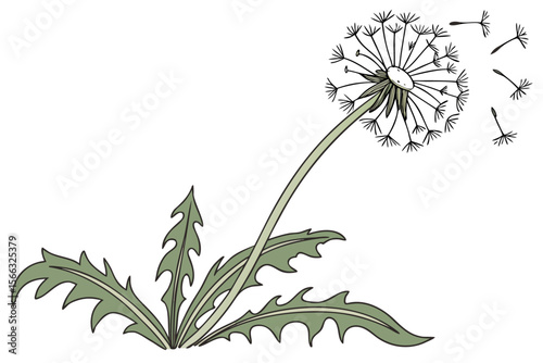 Simple flat style dandelion puff illustration with colorful elements