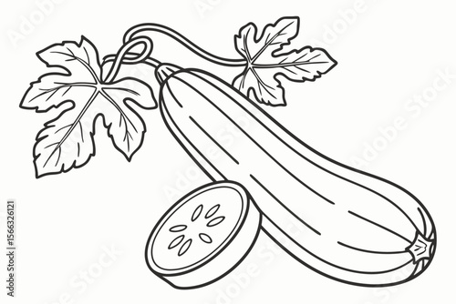 Clean line art illustration of a fresh zucchini vegetable