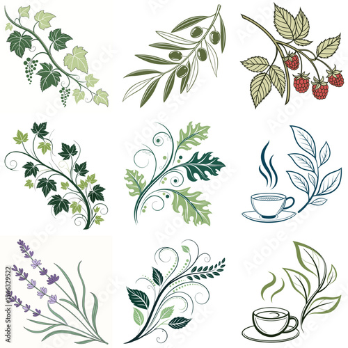 Delicate vector set of botanical elements including olives, herbs, tea, and lavender, perfect for wellness, culinary, and organic branding