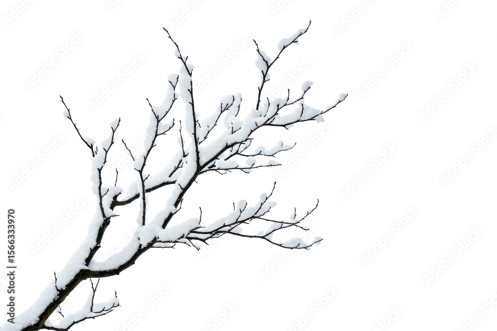 Obraz premium Leafless tree branches covered with snow on corner, cut out