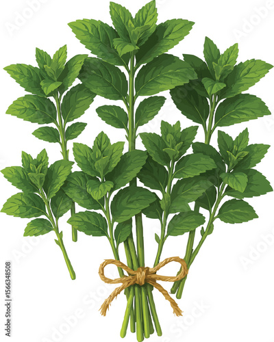 Mint