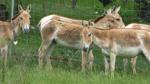 A group of Onagers (Equus hemionus) with transmitters on their necks against the background of the fence of the acclimatization enclosure.