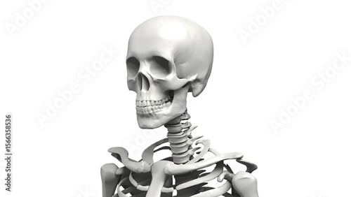 Bust up shot of Human body Skeleton, Anatomy bones Illustration. Transparent Background. 3d render image.