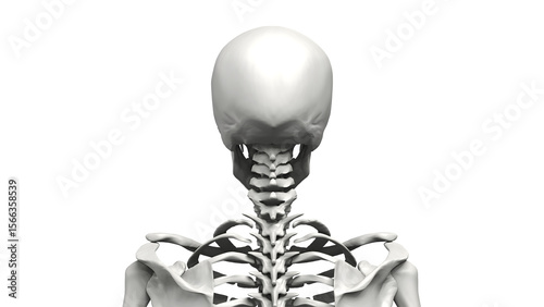 Bust up shot of Human body Skeleton, Anatomy bones Illustration. Transparent Background. 3d render image.