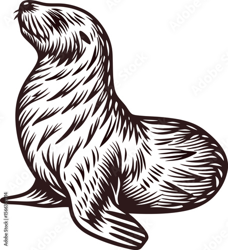 Hand drawn illustration of a fur seal sitting upright vintage engraved wild animal sketch isolated on white background