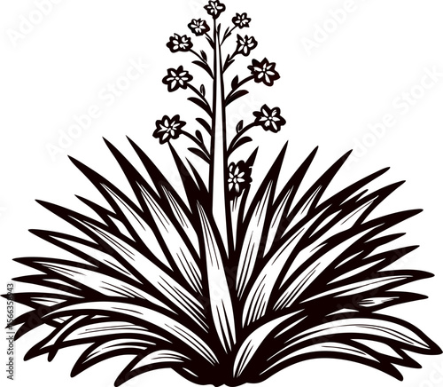 Hand drawn agave plant with blooming flower spike, botanical vintage engraving isolated on white background