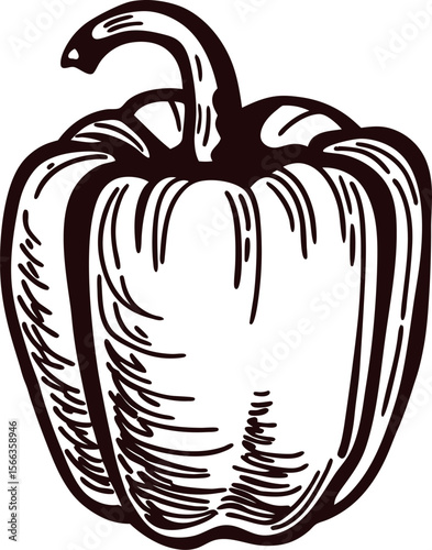 Hand drawn bell pepper illustration in vintage engraved on white background