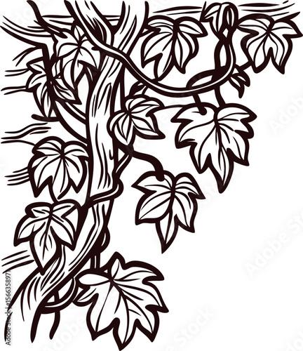 Detailed hand drawn illustration of ivy vine with twisting branches and lush leaves isolated on white background