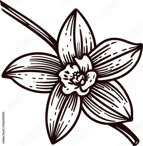 Hand drawn vanilla flower illustration with detailed lines and botanical vintage on white background