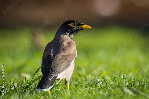 Close up of common Mynah bird