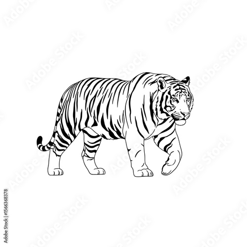A black and white line drawing of a tiger walking with a curled tail on a white background plain