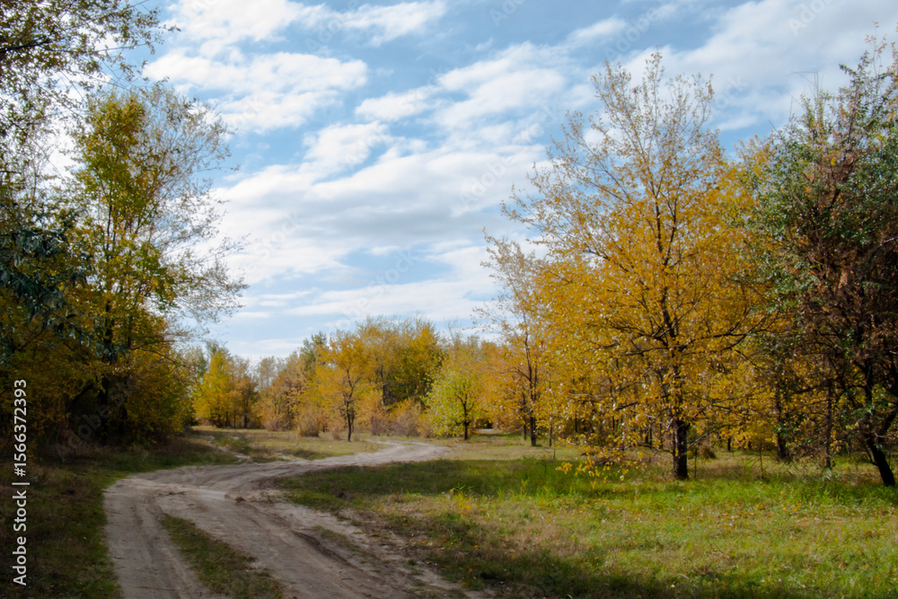 Fototapeta premium Autumn Path in Forest: Golden Trees and Blue Sky