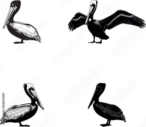 Brown Pelican Silhouettes