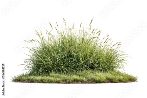 PNG Lush green grass bush with long blades isolated on white background