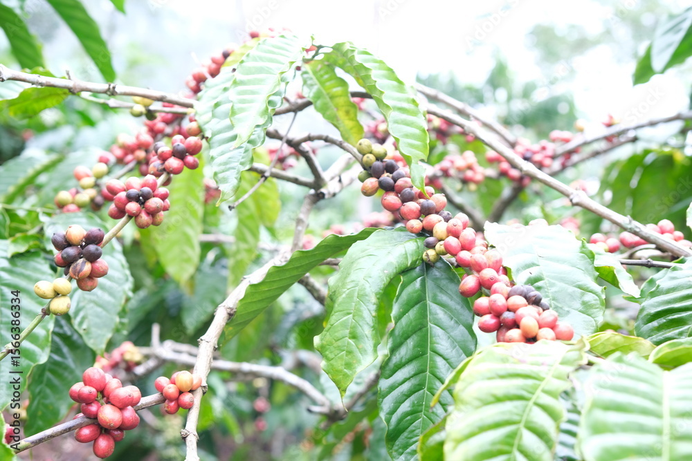 Fototapeta premium Coffee Plant with Ripening Berries