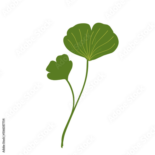 Illustration of ginkgo biloba leaves,green leaf set,fresh green leaf vector