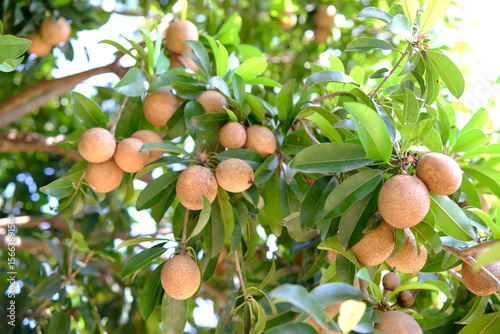 Sapodilla Tree Abundance: Ripe Fruit Hanging from Branches